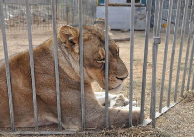 Protezione animali al Papa, il circo è un luogo di sofferenza © ANSA