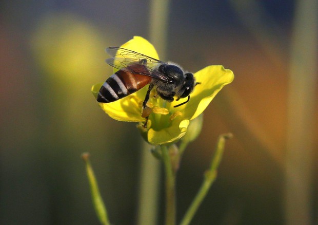 Thailand Asian Honey Bees © EPA