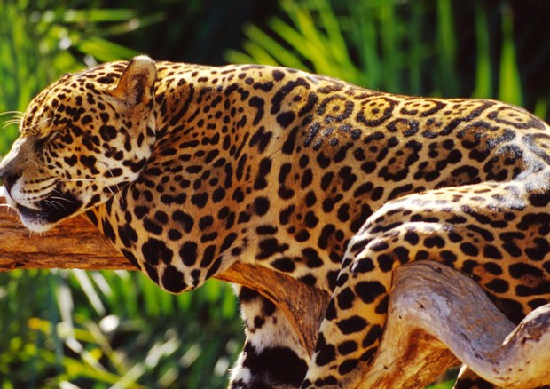 Un giaguaro in Amazzonia © Ansa