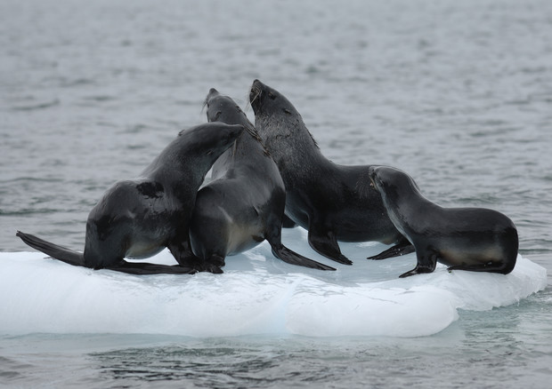 Giovani foche antartiche su un frammento di iceberg  (fonte: Jaume Forcada) © Ansa