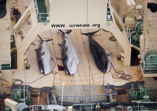 Giappone riapre caccia a balene, malgrado divieto Corte Aja © EPA
