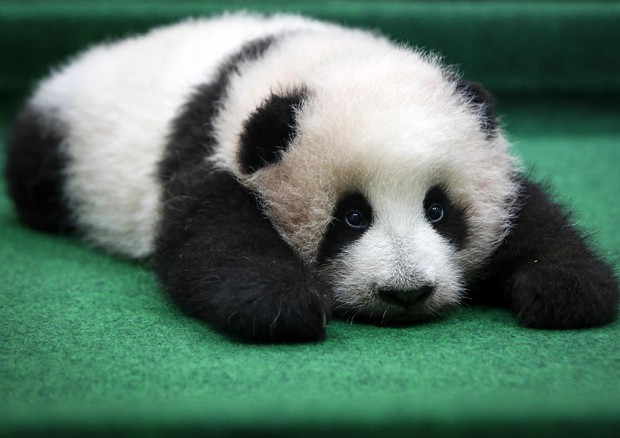 Panda © AP