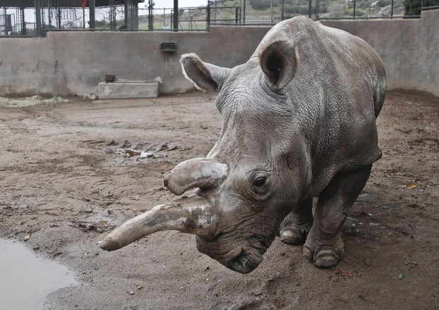Morto raro rinoceronte, ne restano solo tre © AP