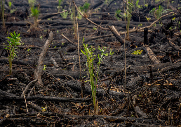 Indonesia, piantagioni olio palma al posto foreste incendiate (Fonte Greenpeace) © ANSA
