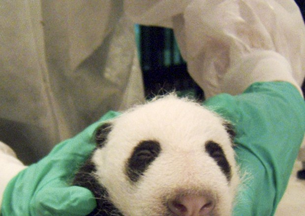 Panda danno alla luce più cuccioli se scelgono il partner © ANSA