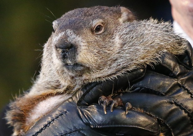 Usa: la marmotta Phil 'prevede' inverno ancora lungo © AP
