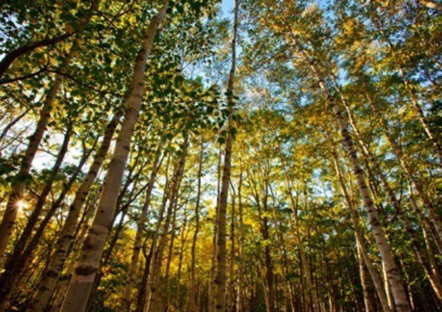 Clima:Google e Fao assieme per monitorare foreste, gas serra © ANSA