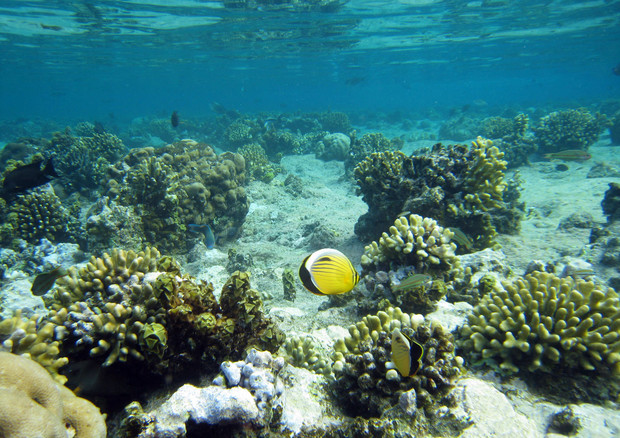Una barriera corallina alle Seychelles © ANSA