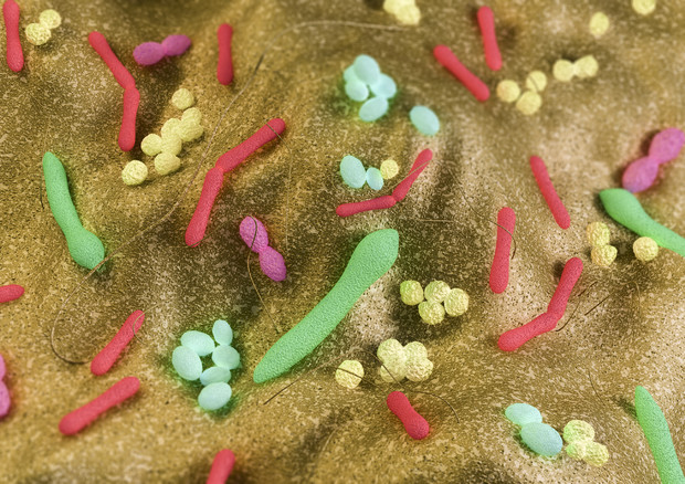 Cocktail di batteri intestinali contro le allergie ai cibi © Ansa