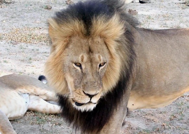 Cecil, il leone più famoso e vera e propria attrazione turistica del Parco nazionale Hwange,  Zimbabwe © AP
