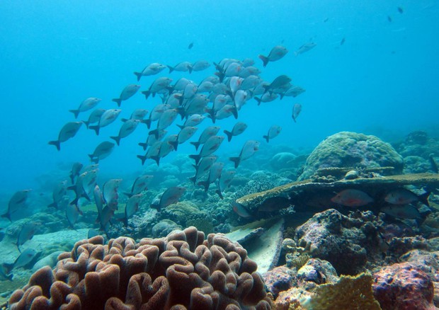Grande barriera corallina (foto: Nick Graham) © Ansa