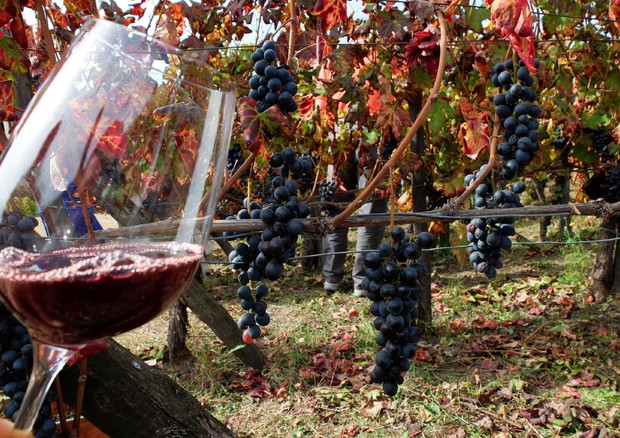 Export vino del 'Nuovo Mondo' torna in attivo © ANSA