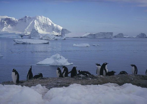 Antartide, cambiamenti dell'ecosistema minacciano i pinguini © ANSA