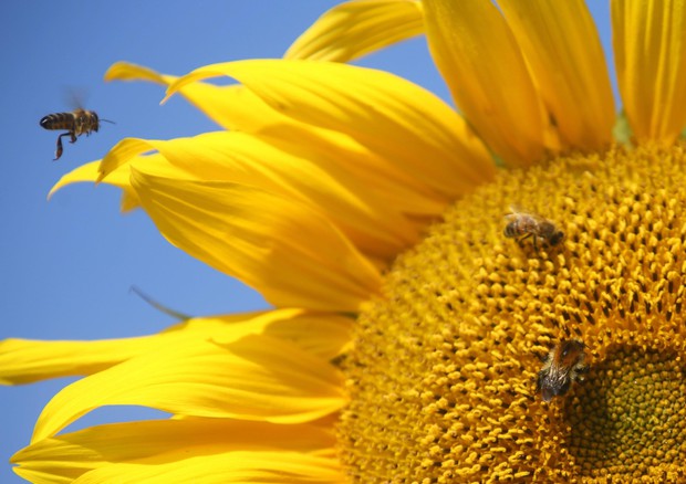 Sette tipi di api in lista specie in pericolo © EPA