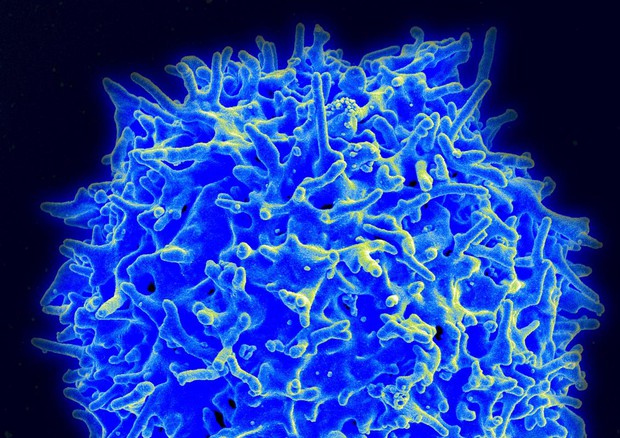Un linfocita T (fonte: NIAID/NIH) © Ansa