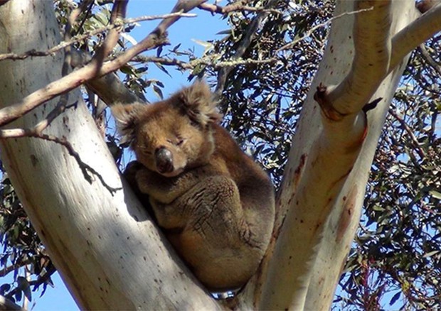 Koala a Kangaroo Island, South Australia. Settembre 2015 (Foto: Stefania Passarella) © ANSA