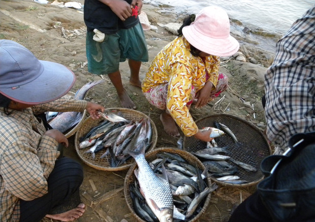 Commercio di pesci pescati nel basso Mekong in Cambogia (foto: Kirk Winemiller) © Ansa