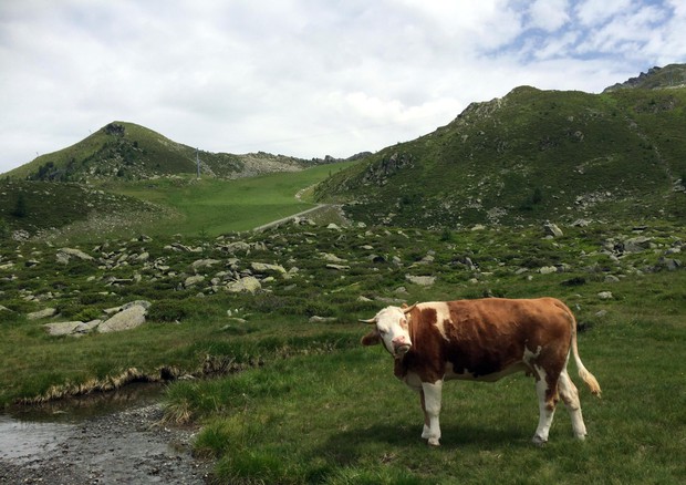 Mucca al pascolo sulle Alpi (Foto: Stefania Passarella) © ANSA