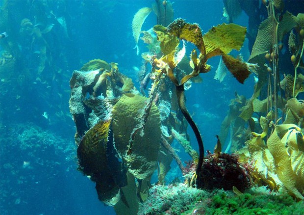 Foreste di alghe kelp (CREDIT: Wikipedia) © ANSA