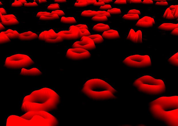 Cellule del sangue (fonte: Egelberg) © Ansa