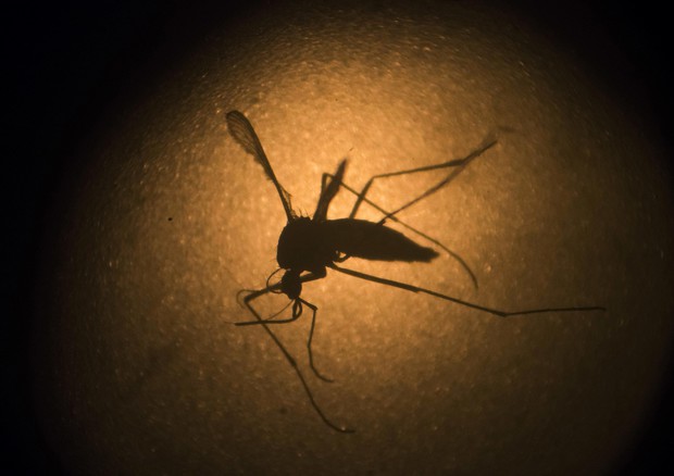 Aedes aegypti mosquito © ANSA/AP