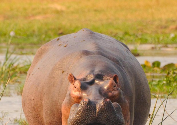 A hippo with its jaws agape in Virunga National Park. CREDIT: A. Plumptre/WCS © ANSA