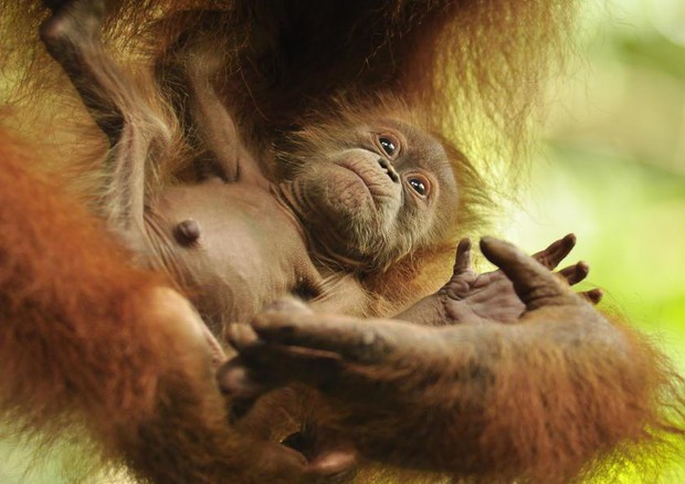 Primo orango nato nella foresta protetta dal Wwf a Sumatra © Ansa