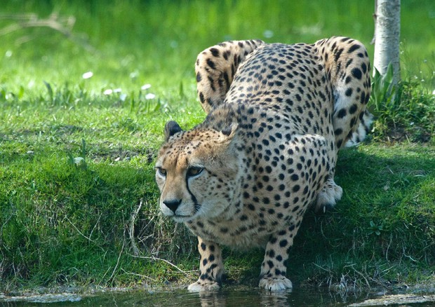Giornata internazionale del ghepardo © ANSA