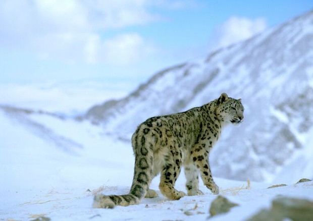 Wwf filma 4 cuccioli di leopardo delle nevi (foto Wwf) © Ansa
