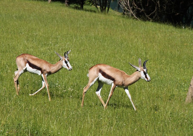 antilope SPRINGBOK © ANSA