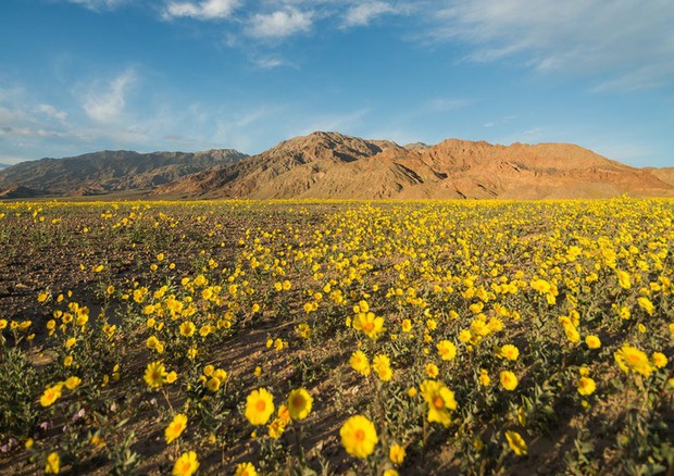 Super fioritura nella Death Valley © Ansa