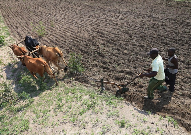 Zimbabwe, coltivazione dei campi © EPA