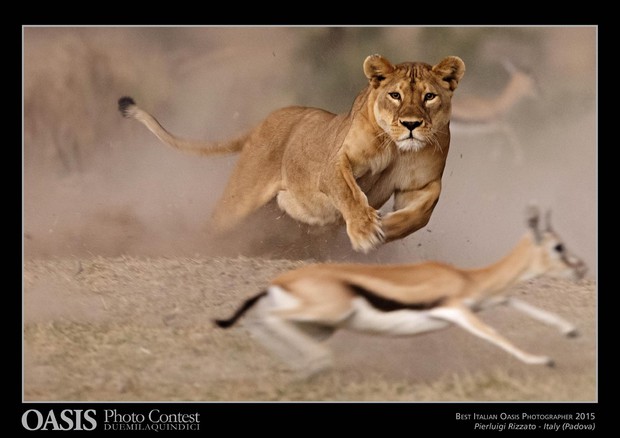 Lo scatto italiano vincitore del premio Premio Endeavour Safaris © ANSA