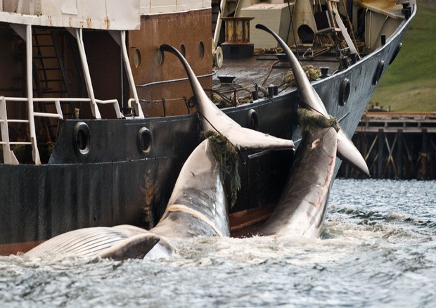 Uccise 200 balene incinte in caccia 'scientifica' Giappone © ANSA