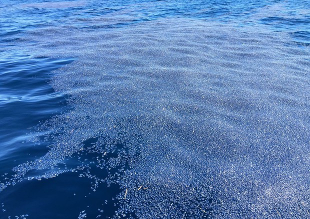 Galletti, il nostro mare è splendido ma serve più depurazione © ANSA