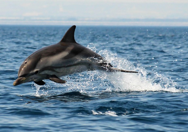 Invasione di delfini alle Eolie, pesca sospesa © ANSA