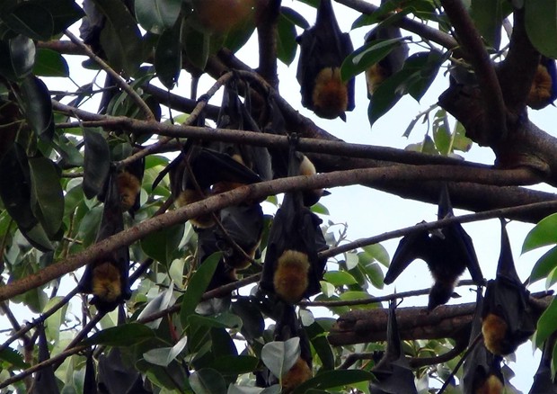 Pipistrelli della frutta a Cairns, Queensland, Australia (Credit: Stefania Passarella) © ANSA