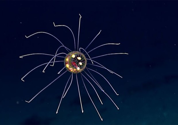 'Medusa Ufo' (Foto: NOAA) © Ansa