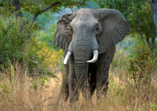 La riserva Selous in Tanzania ha perso il 90% degli elefanti (Foto: WWF - Gary Roberts Almay Stock  Photo) © ANSA