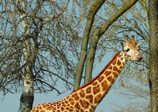 Giornata mondiale della giraffa, ne restano 90mila in Africa (Foto: Parco Natura Viva) © ANSA