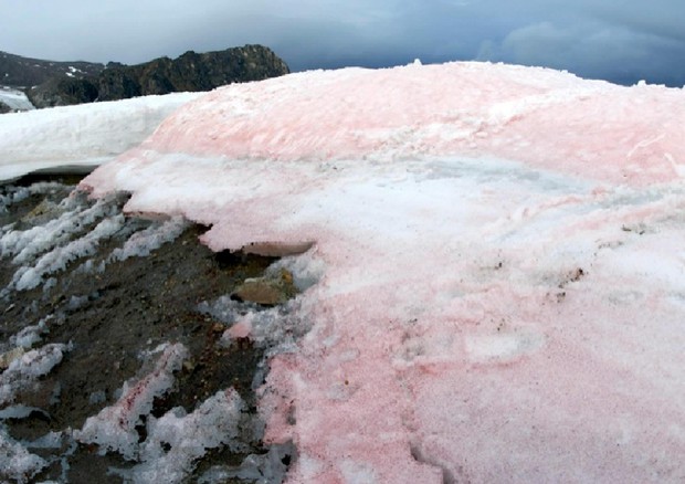 Le alghe della 'neve rossa' accelerano scioglimento Artico (Foto: Liane G. Benning-GFZ) © ANSA