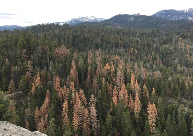 California, mortalità record di foreste per siccità e parassiti (Foto: US Forest Service) © ANSA