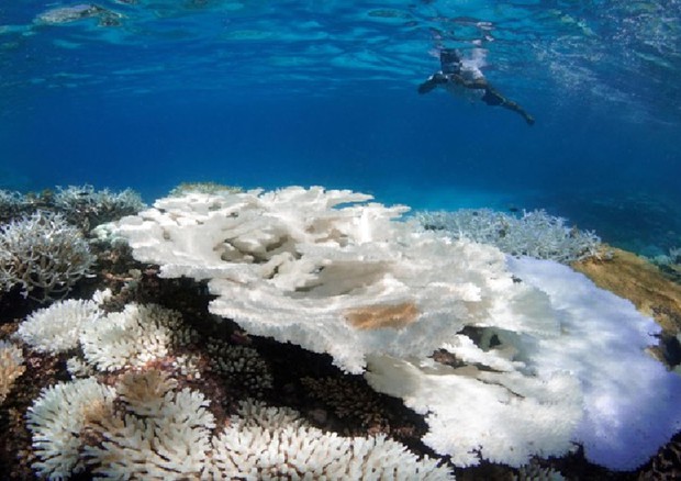 lo sbiancamento dei coralli © ANSA