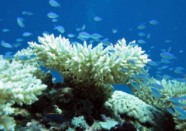 Arcipelago Chagos, sbiancamento per 85% coralli (Foto: Chagos Conservation Trust) © ANSA