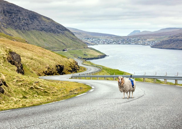 Una pecora con la telecamera alle Faroer (Foto: visitfaroeislands.com) © ANSA