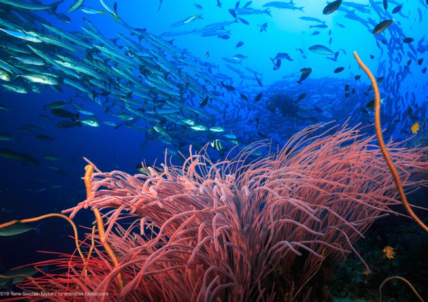 Barriera corallina (Foto: Tane Sinclair-Taylor/tanesinclair-taylor.com © ANSA