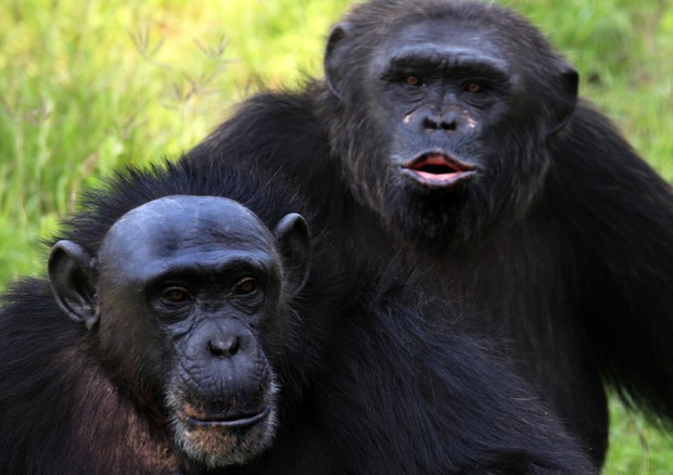 Gli scimpanzé preferiscono collaborare che farsi concorrenza © ANSA