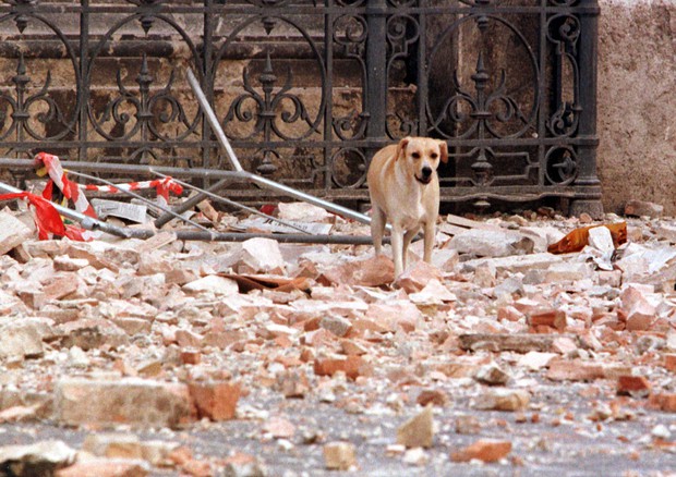 Foto d'archivio di un cane tra le macerie provocate dal crollo di un cornicione per un terremoto © ANSA