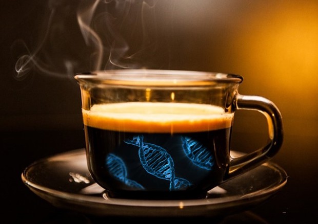 Bere caffè rende longevi, riduce il rischio morte per ogni causa © Ansa
