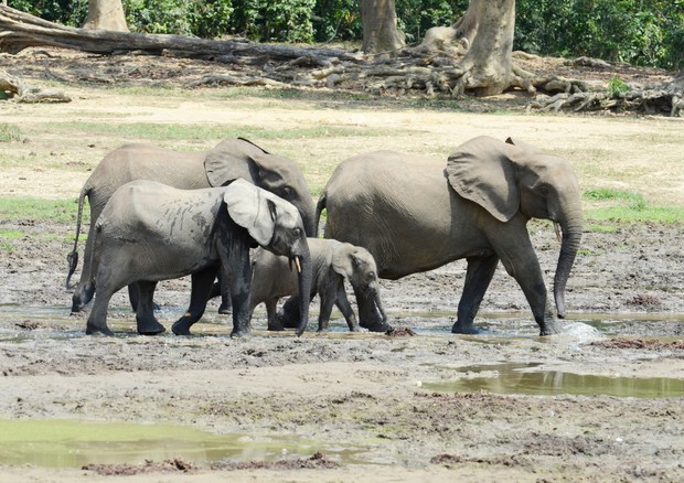 African Forest Elephants Dzanga Bai Dzanga-Sangha (credit: Cristian Samper WCS) © Ansa